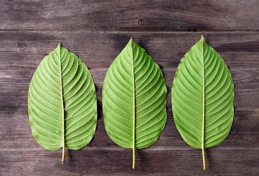 White Maeng Da Kratom: A Complete Guide to Its Benefits and Uses