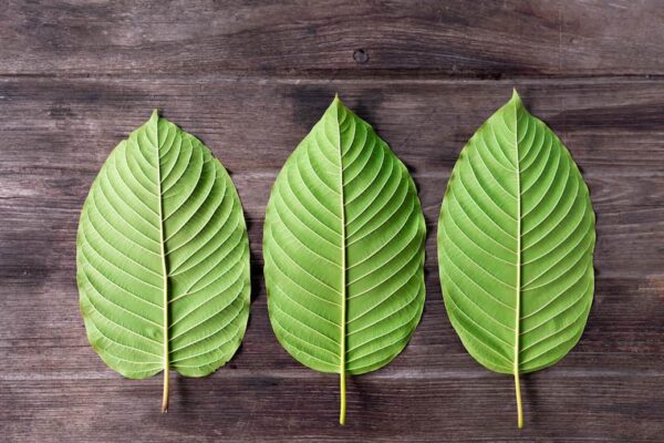 White Maeng Da Kratom: A Complete Guide to Its Benefits and Uses